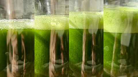 matcha microfoam different levels