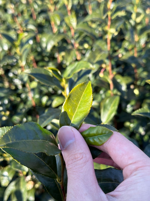 Saemidori Competition Grade Matcha