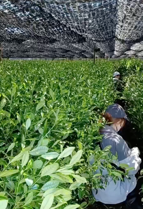 The way the tencha is handpicked differs for each type of cultivar